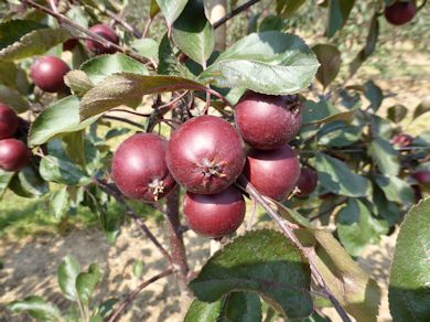Red Love is a red fleshed apple with high levels of antioxidants